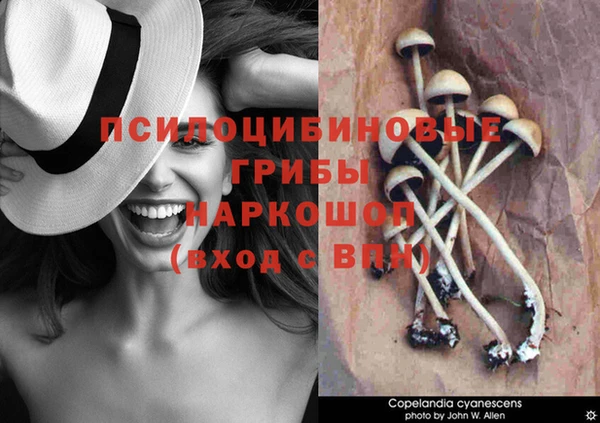крисы Красноперекопск